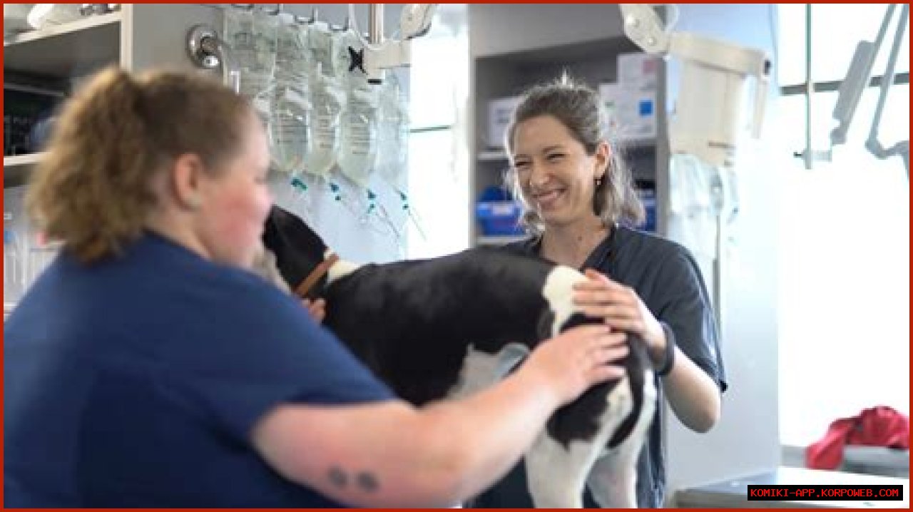 Understanding Dr. Jeff Young's Age And His Impact In Veterinary Medicine